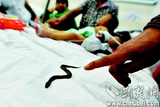 �綾����Ǳ����լ 1����ͯ��ҧ����ɥ��(ͼ)