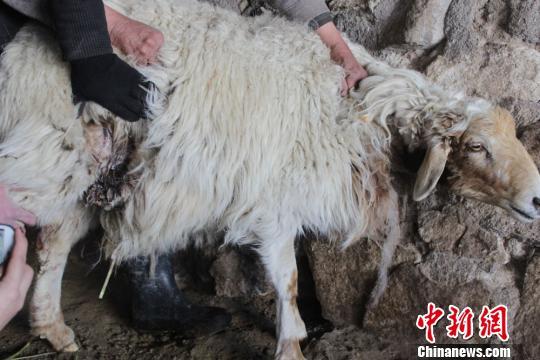 �½����տ��ط�����ȺϮ�������¼� ������������