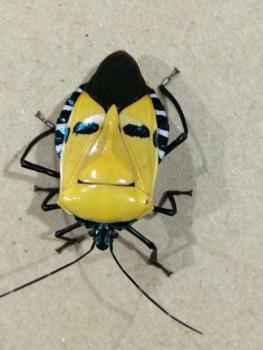 ����һ�򸾰����Ц���׳泤�ັ���ƻ����ˣ�ͼ��