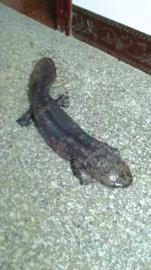 ���ӵ���3������������Ϊ����֡� ������ֳ��